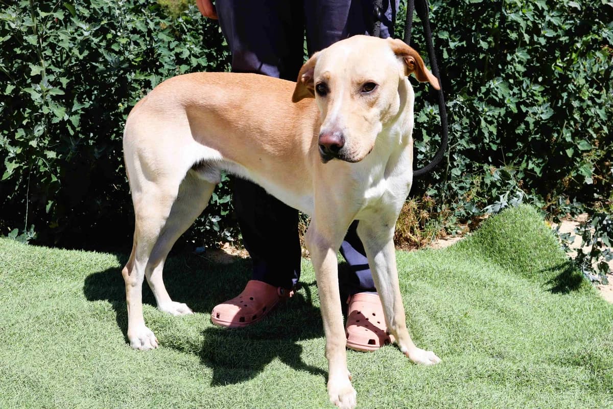 ERIK, Creme male 3yo Labrador Retriever for adoption at O Cantinho da Milu, Lisbon