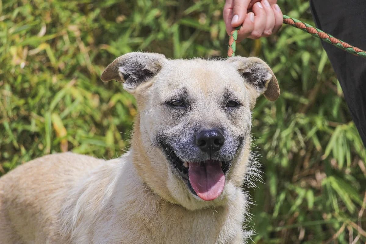 ASPEN, Branco female 7yo Mixed Breed for adoption at O Cantinho da Milu, Lisbon