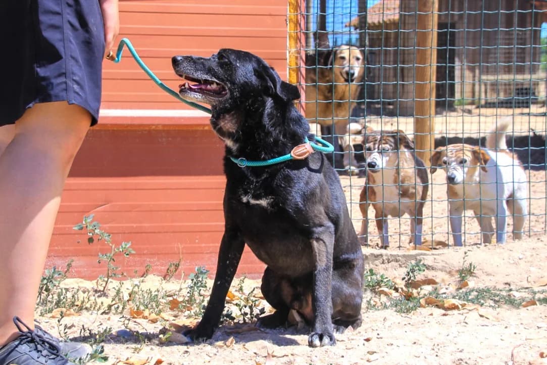 BENSON, Preto male senior Mixed Breed for adoption at O Cantinho da Milu, Lisbon