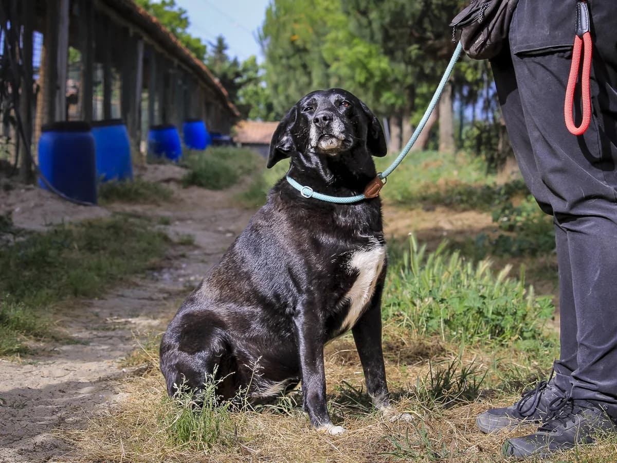 ANTONIETTE, Preto female young Labrador Retriever for adoption at O Cantinho da Milu, Lisbon