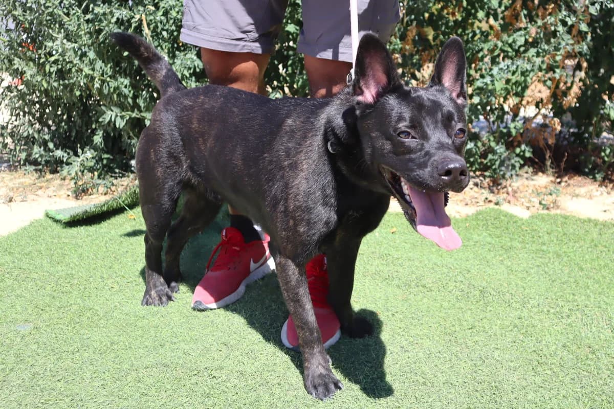 PABLO, Preto male 3yo Mixed Breed for adoption at O Cantinho da Milu, Lisbon