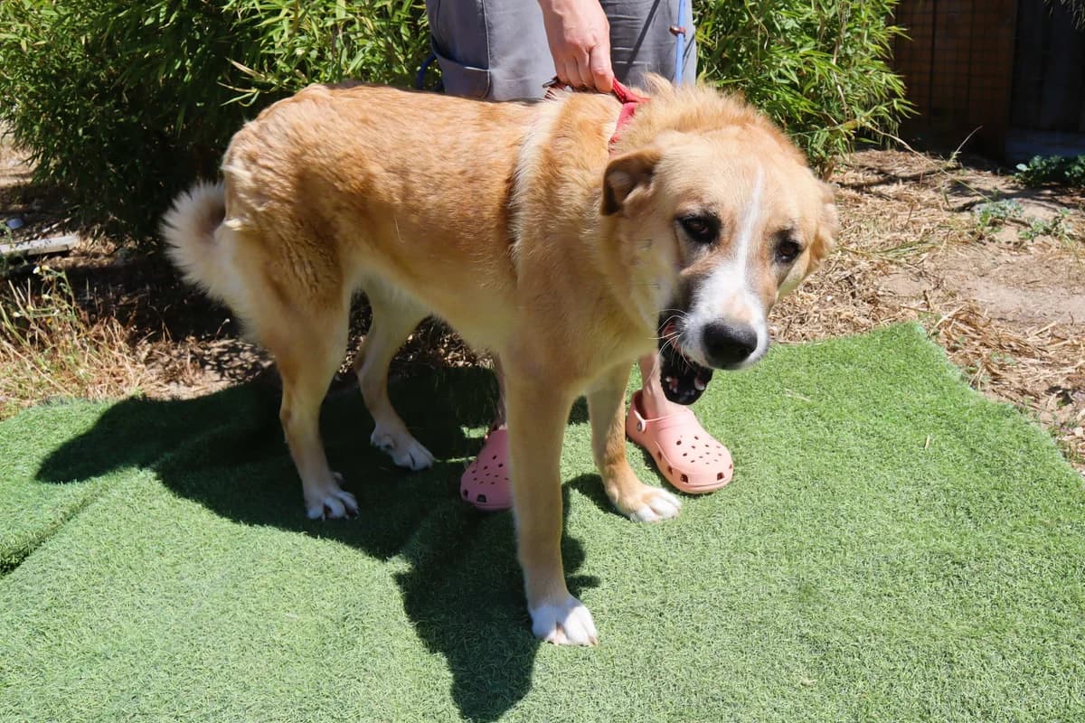 ROBINA, Castanho Mel female 3yo mixed breed for adoption at O Cantinho da Milu, Lisbon