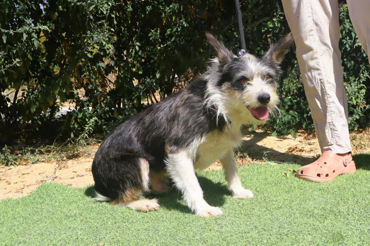 GONZO, Cinzento e Branco male 6yo Mixed Breed for adoption at O Cantinho da Milu, Lisbon