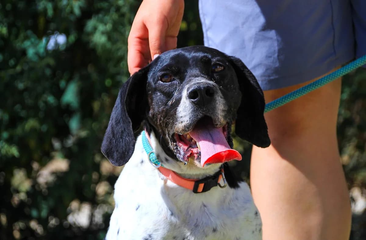 LIRA, Branco e Preto female senior mixed breed for adoption at O Cantinho da Milu, Lisbon