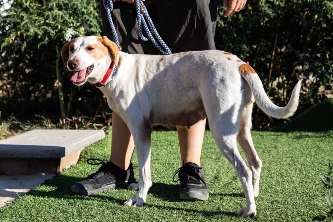 IVA, Branco female senior Mixed Breed for adoption at O Cantinho da Milu, Lisbon