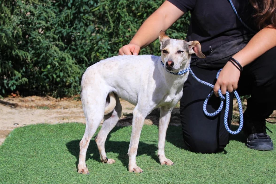 TRICIA, Branco female 6yo Mixed Breed for adoption at O Cantinho da Milu, Lisbon
