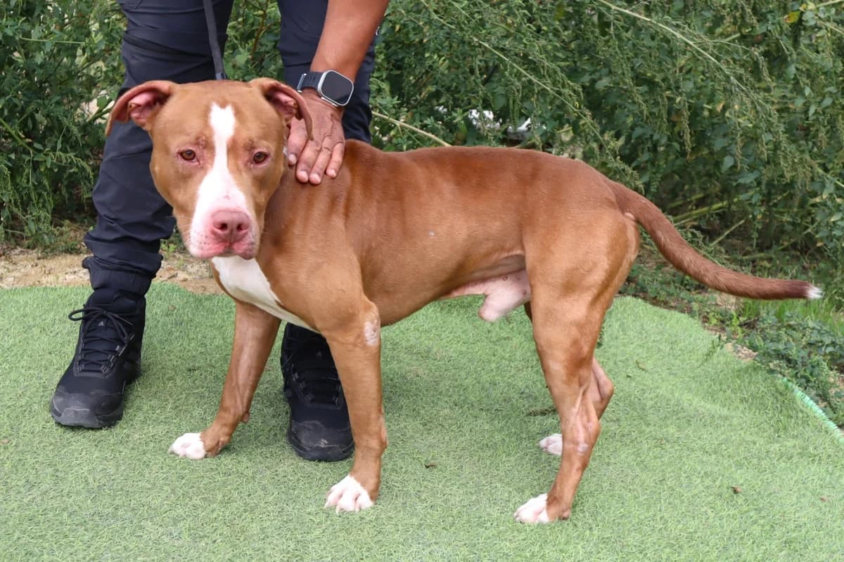 CLAUDE, Castanho e Branco male 3yo Pit Bull Terrier for adoption at O Cantinho da Milu, Lisbon