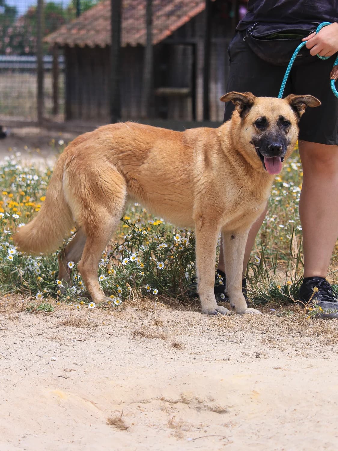 YARA, Castanho female 5yo Mixed Breed for adoption at O Cantinho da Milu, Lisbon