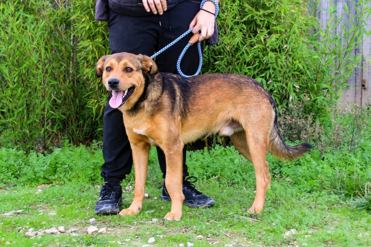 PEPE, Castanho male young Mixed Breed for adoption at O Cantinho da Milu, Lisbon