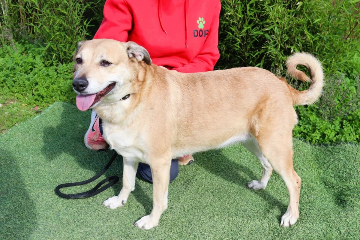 KIZA, Creme female senior Mixed Breed for adoption at O Cantinho da Milu, Lisbon