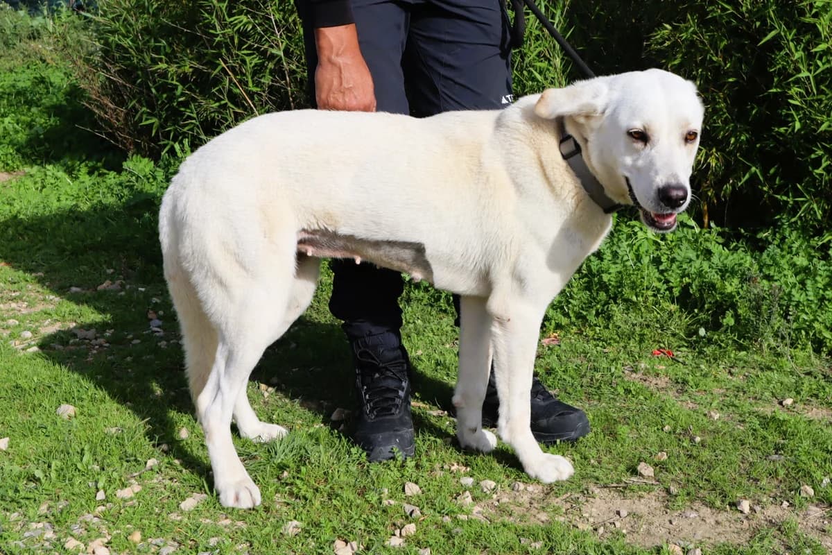 SNOW, Branco female 5yo Labrador Retriever for adoption at O Cantinho da Milu, Lisbon