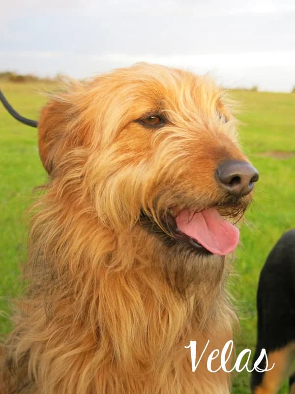 VELAS, male senior Mixed Breed for adoption at O Cantinho da Milu, Lisbon