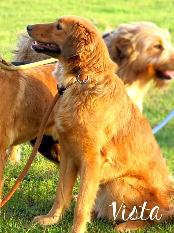 VISTA, female senior Mixed Breed for adoption at O Cantinho da Milu, Lisbon