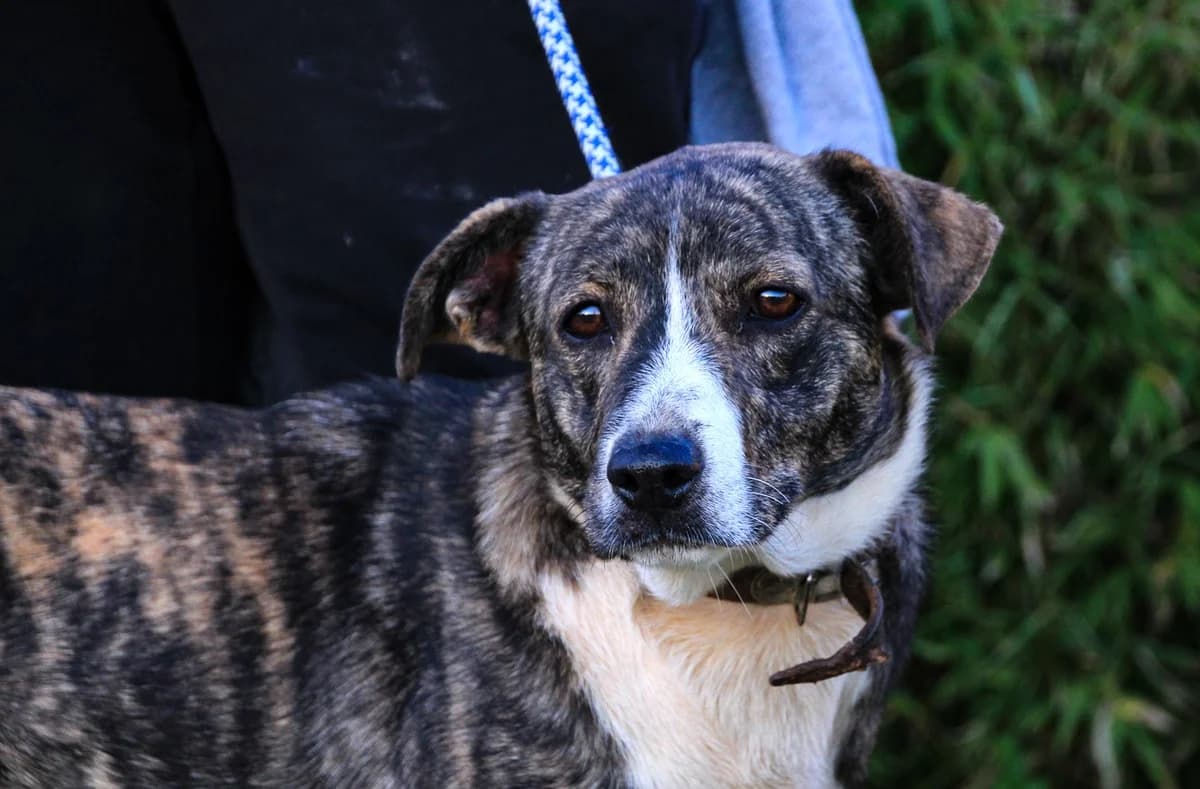 LUCIA, Tigrado female young Mixed Breed for adoption at O Cantinho da Milu, Lisbon