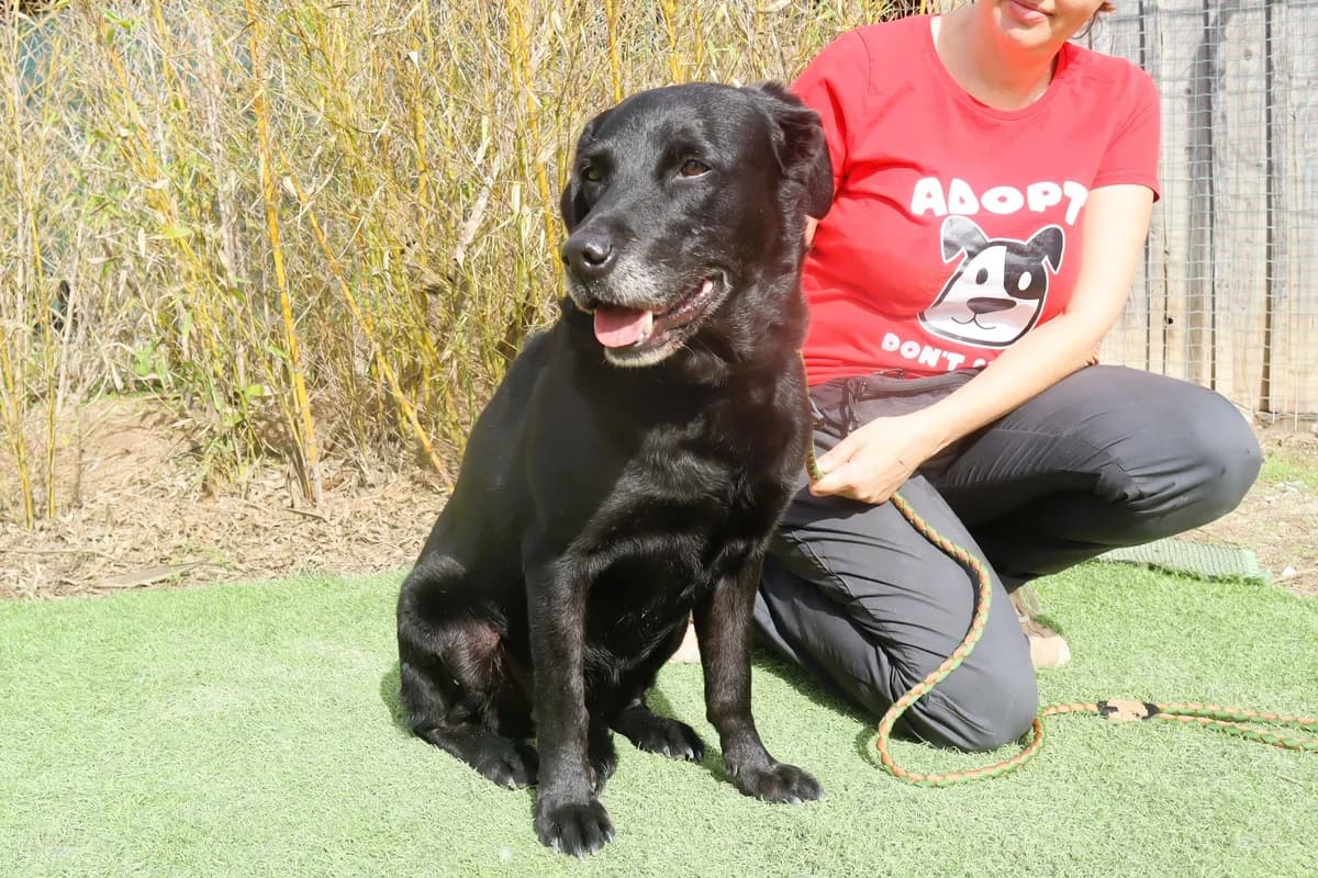 CINDY, Preto female 6yo Labrador Retriever for adoption at O Cantinho da Milu, Lisbon