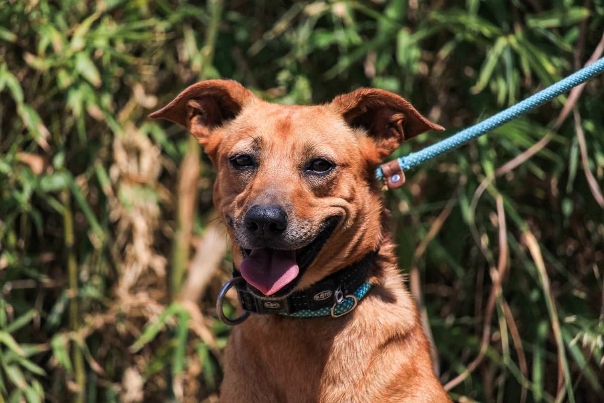 TERRY, Castanho female 3yo Mixed Breed for adoption at O Cantinho da Milu, Lisbon