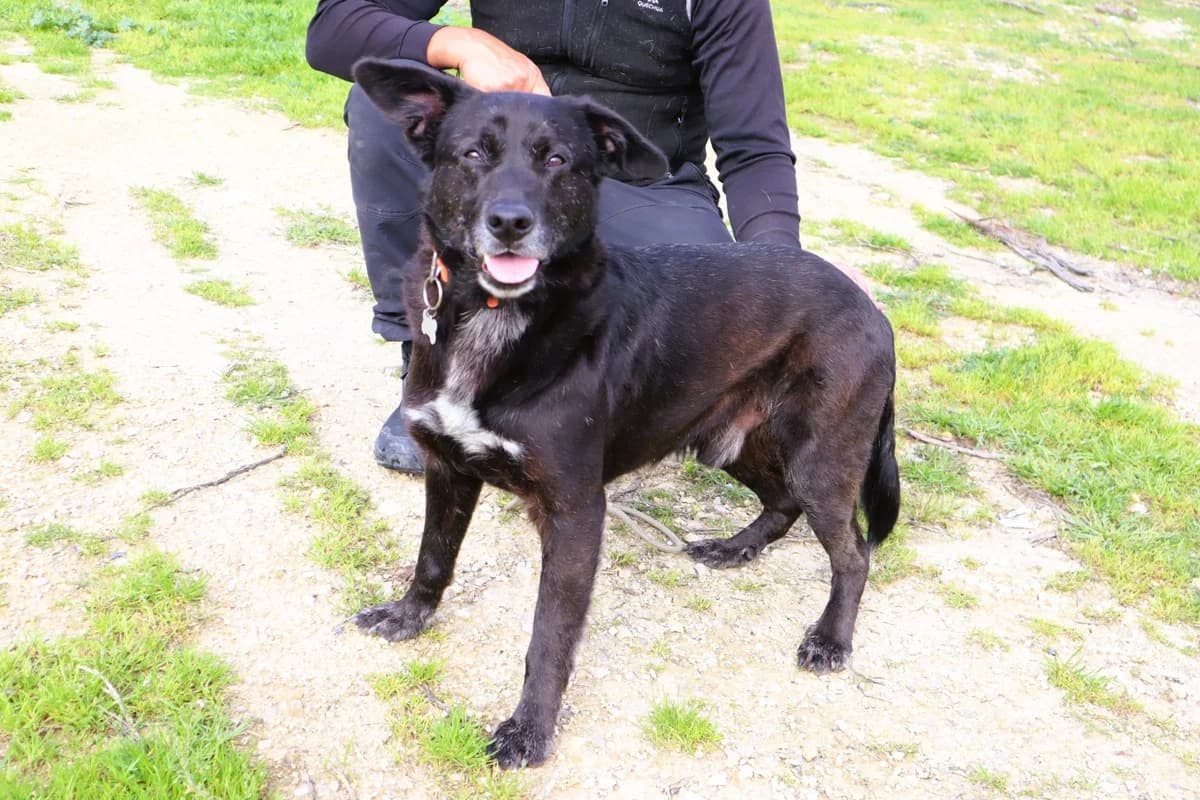 PANTERA, Preto male 4yo Mixed Breed for adoption at O Cantinho da Milu, Lisbon
