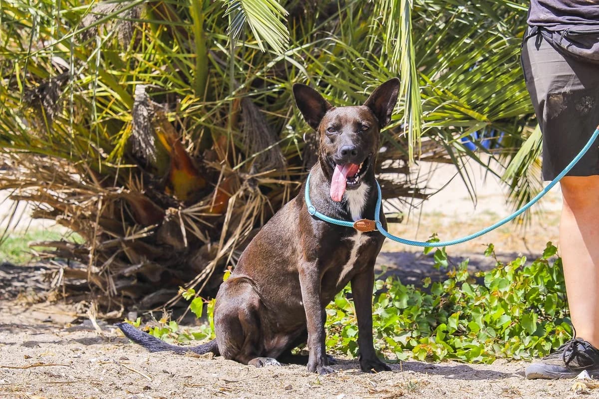 LINDINHA, Preto e Branco female 3yo Mixed Breed for adoption at O Cantinho da Milu, Lisbon
