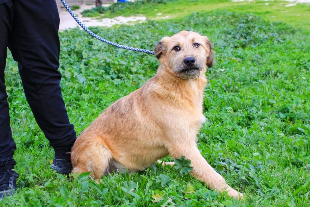 RODAN, Castanho Mel male young Mixed Breed for adoption at O Cantinho da Milu, Lisbon