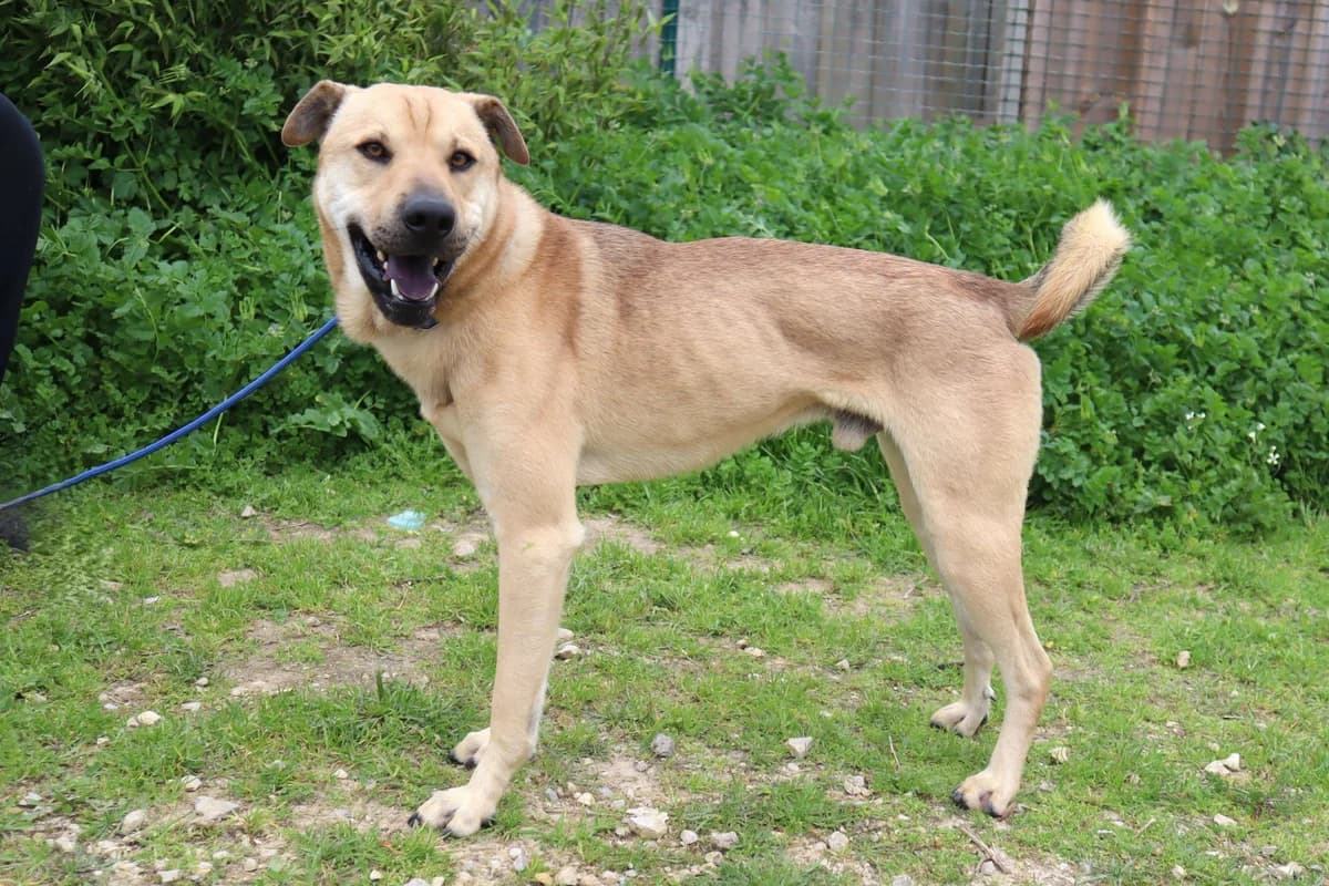 JOSHI, Creme male 3yo mixed breed for adoption at O Cantinho da Milu, Lisbon