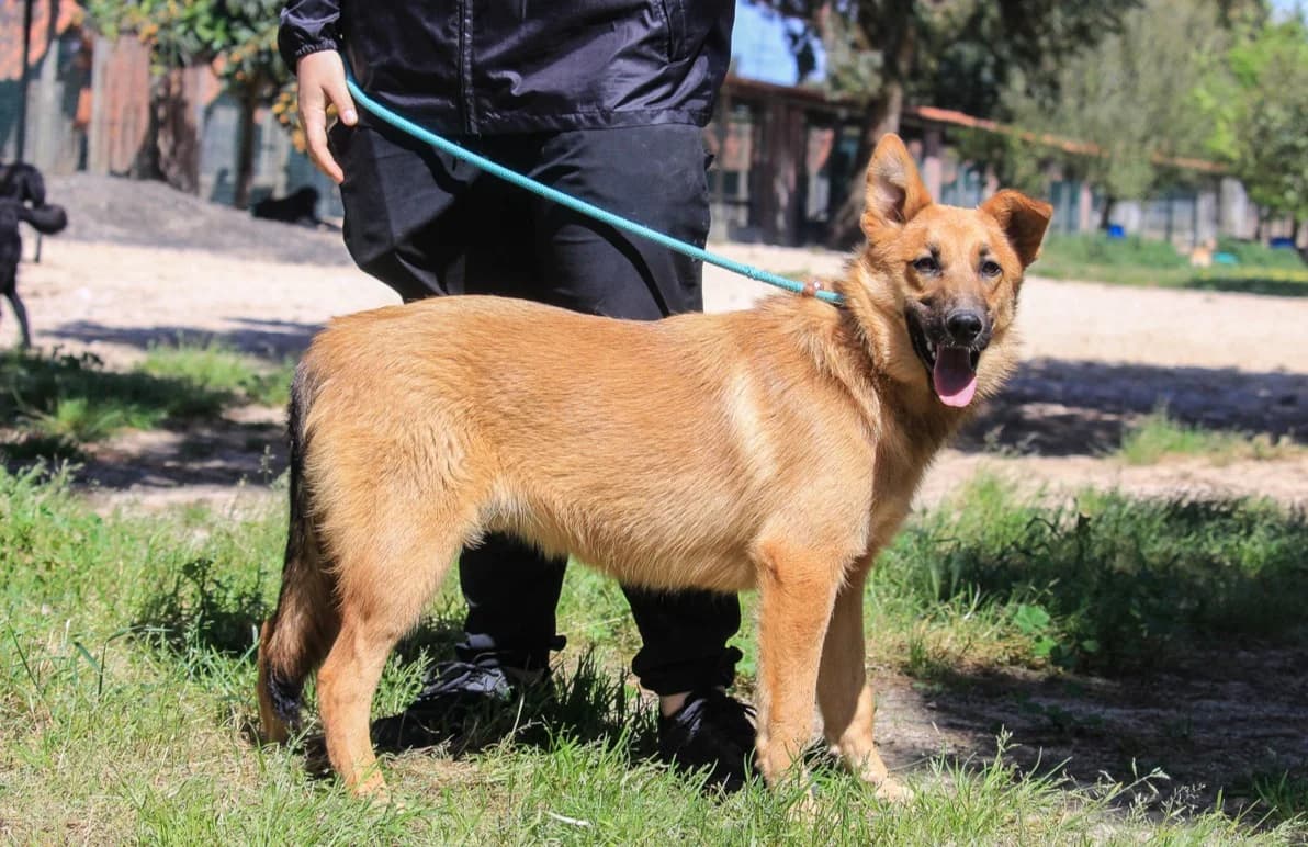 BOSS, Castanho male young Mixed Breed for adoption at O Cantinho da Milu, Lisbon