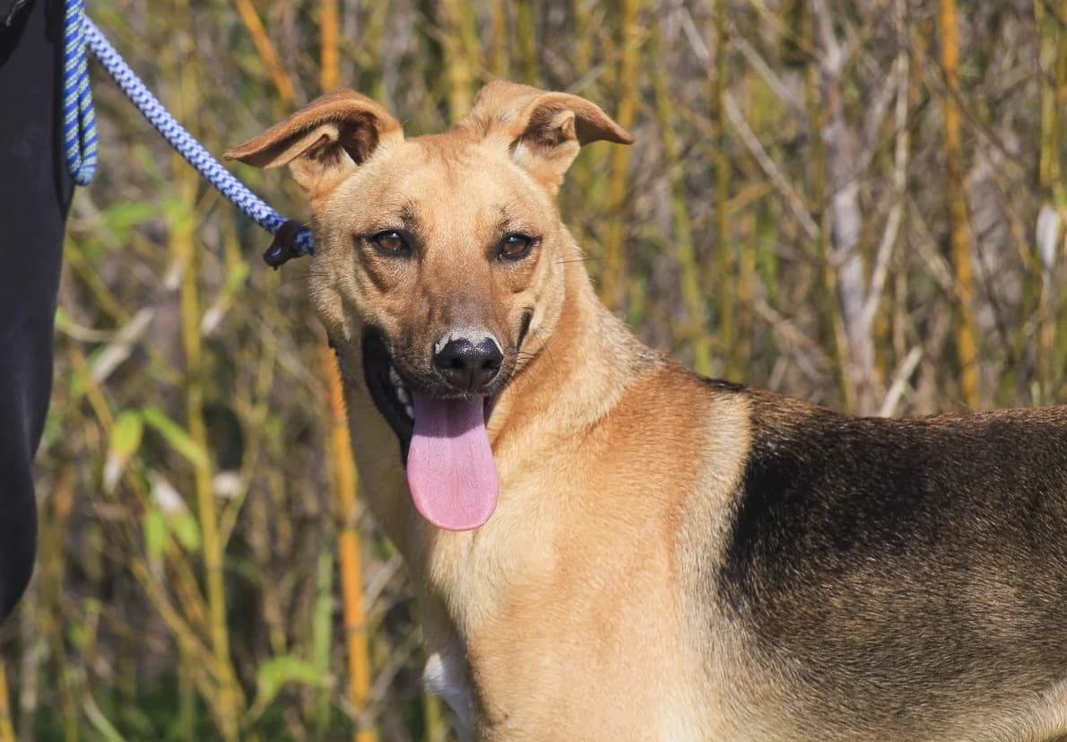 VITOR, Mixed Breed (O Cantinho da Milu)