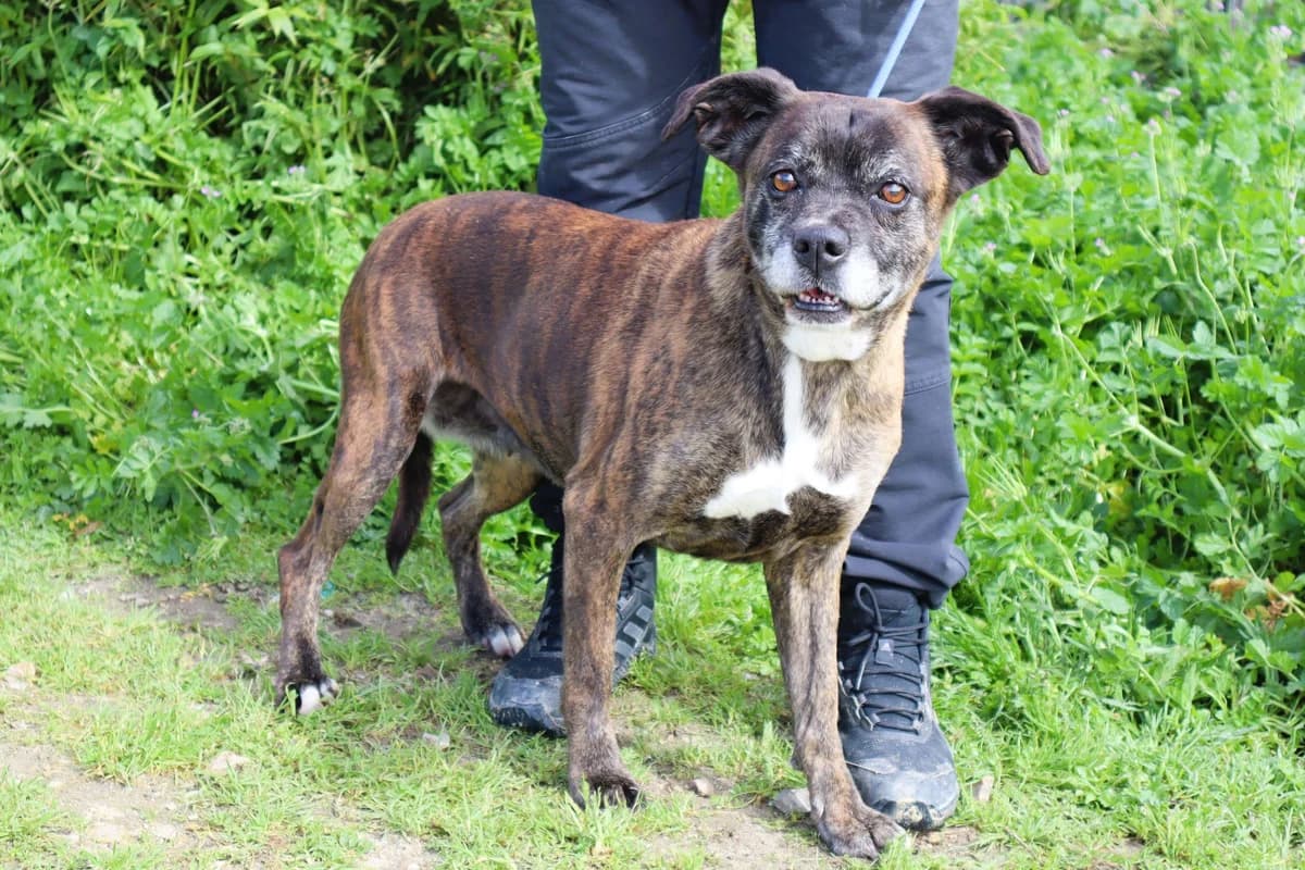 MOLLY, Tigrado female senior Mixed Breed for adoption at O Cantinho da Milu, Lisbon