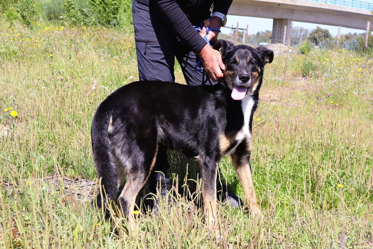 MIMI, Preto female 6yo Mixed Breed for adoption at O Cantinho da Milu, Lisbon