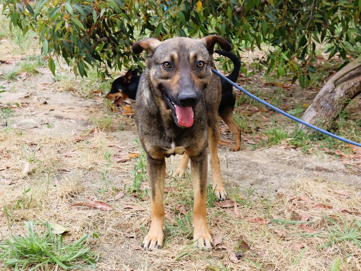 GRINGO, Castanho male young Mixed Breed for adoption at O Cantinho da Milu, Lisbon