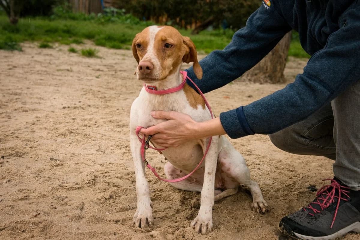 PEROLA, Branco e Castanho female 5yo mixed breed for adoption at O Cantinho da Milu, Lisbon