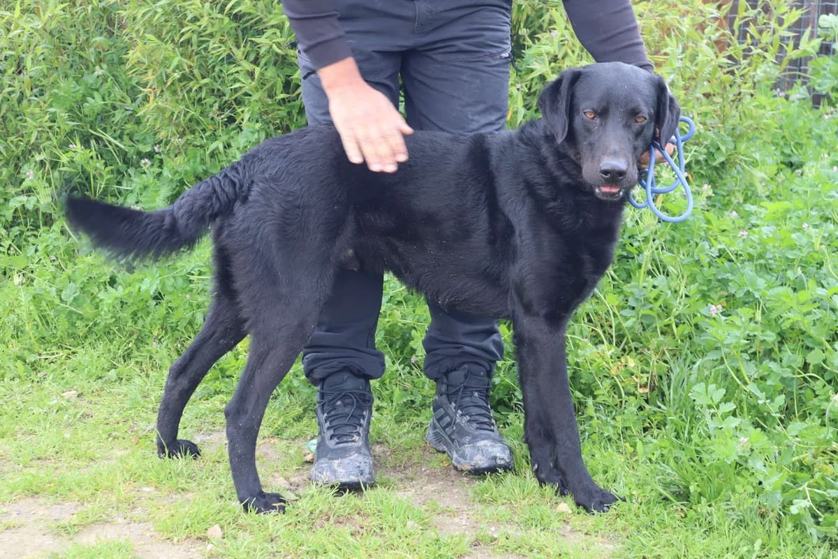 SHUNKO, Preto male young Labrador Retriever for adoption at O Cantinho da Milu, Lisbon