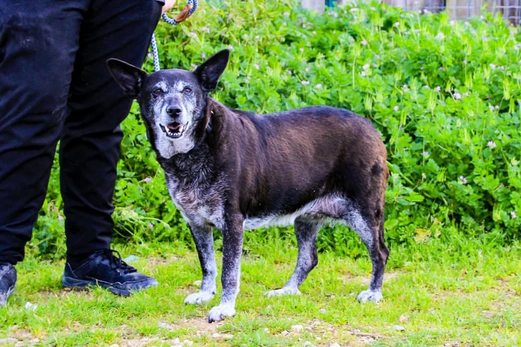 DOLLY, Preto female senior Mixed Breed for adoption at O Cantinho da Milu, Lisbon
