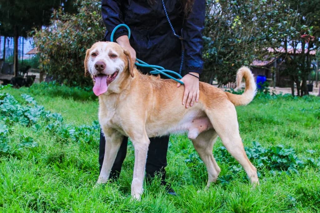 TANGO, Castanho Mel male senior Mixed Breed for adoption at O Cantinho da Milu, Lisbon