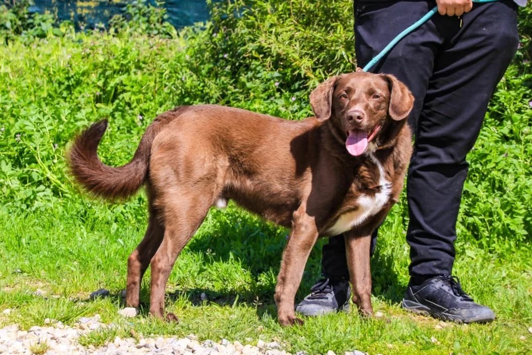 GASPAR, Castanho male 7yo Mixed Breed for adoption at O Cantinho da Milu, Lisbon