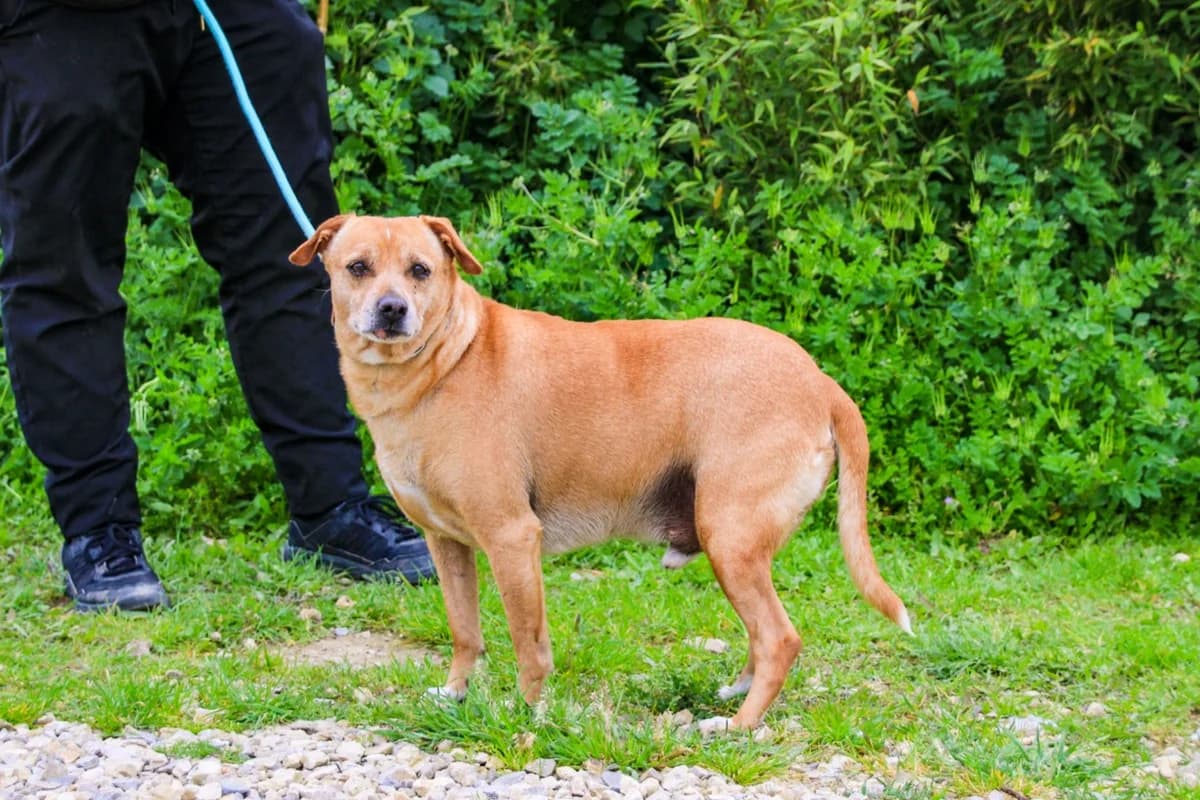 DINIS, Castanho male 5yo Mixed Breed for adoption at O Cantinho da Milu, Lisbon