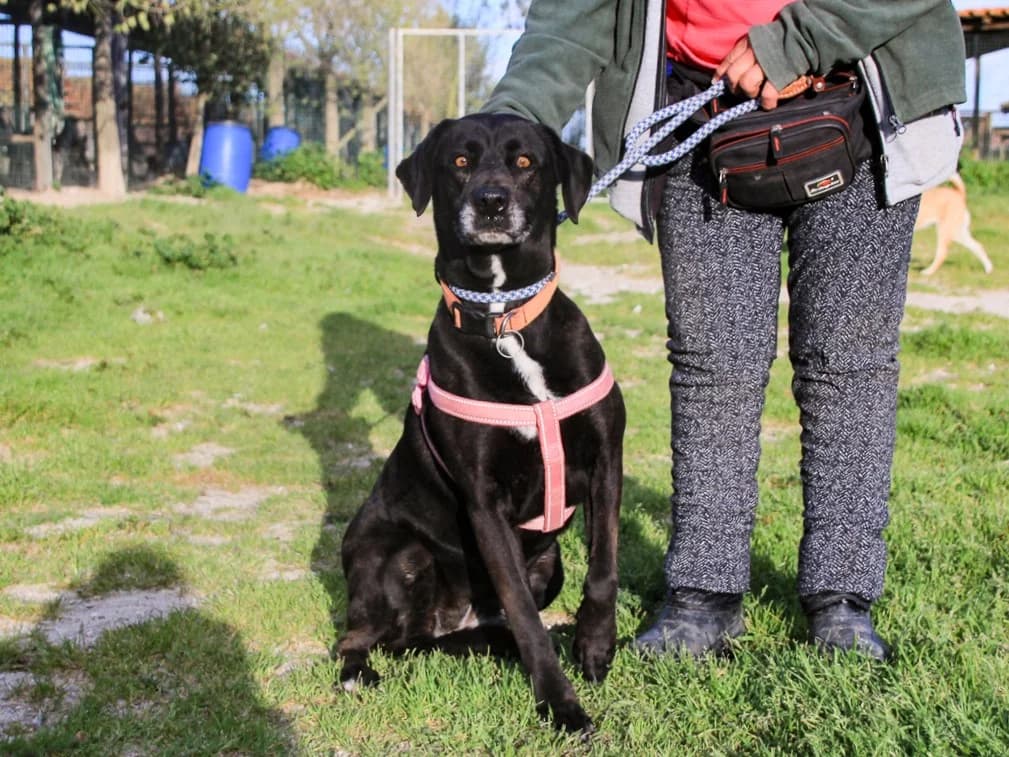 SONJA, Preto female 7yo Mixed Breed for adoption at O Cantinho da Milu, Lisbon