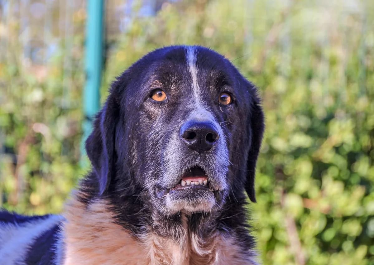 BARNEY, Preto e Branco male 4yo mixed breed for adoption at O Cantinho da Milu, Lisbon