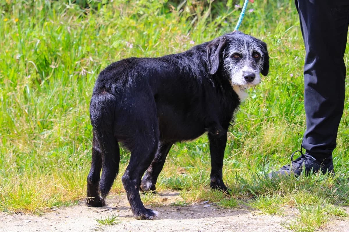 SEVERINO, Preto e Branco male senior Mixed Breed for adoption at O Cantinho da Milu, Lisbon