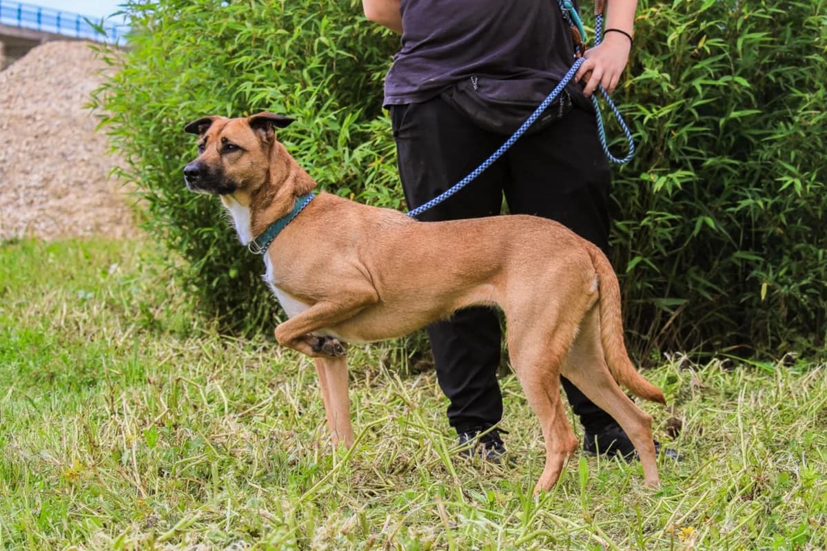 MINNIE, Castanho e Branco female 5yo Mixed Breed for adoption at O Cantinho da Milu, Lisbon