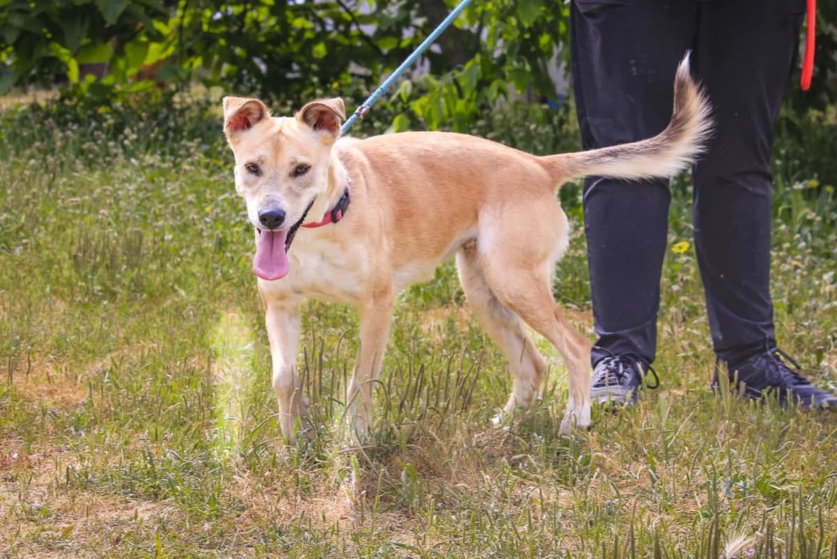 SHELBY, Mixed Breed (O Cantinho da Milu)