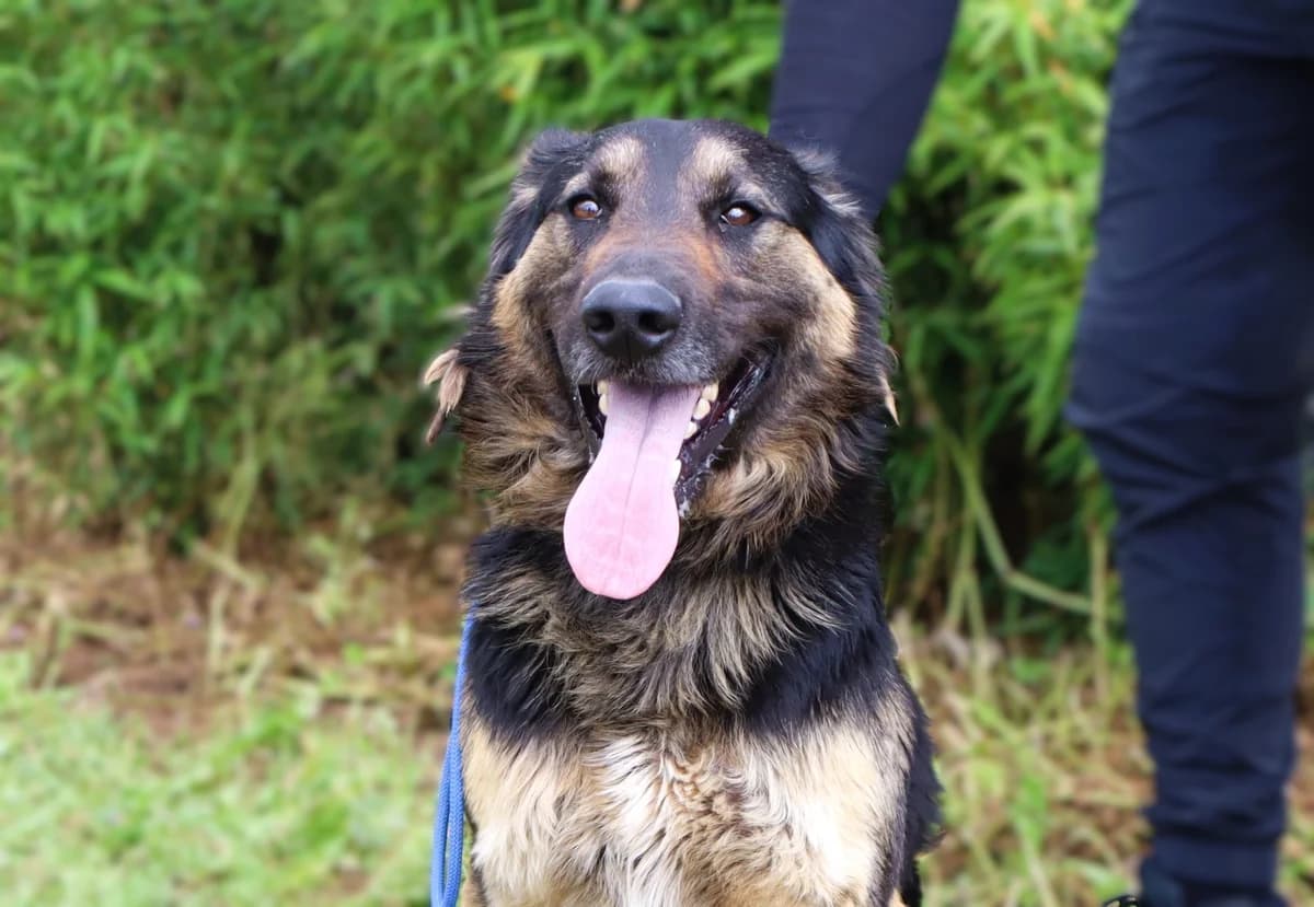 DARK, Preto e Fogo male 3yo Mixed Breed for adoption at O Cantinho da Milu, Lisbon