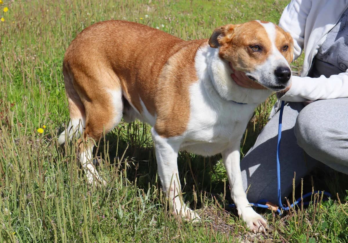 PACO, Branco e Castanho male senior Mixed Breed for adoption at O Cantinho da Milu, Lisbon