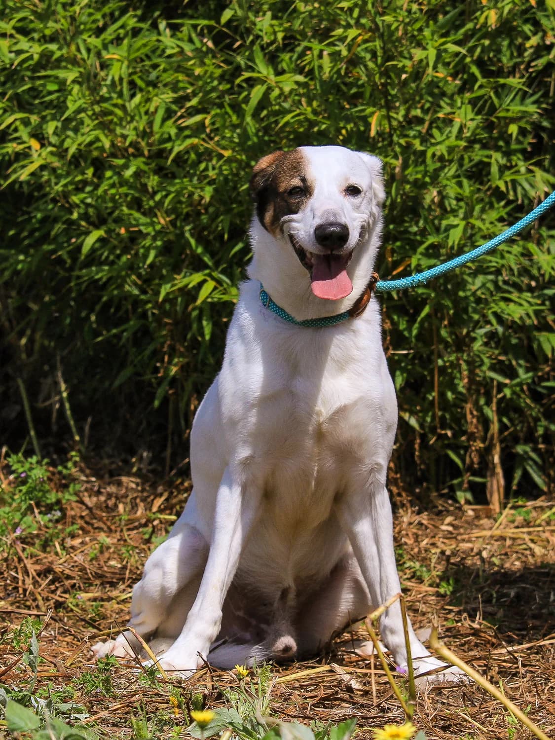 CHICO, Branco e Castanho male senior Mixed Breed for adoption at O Cantinho da Milu, Lisbon