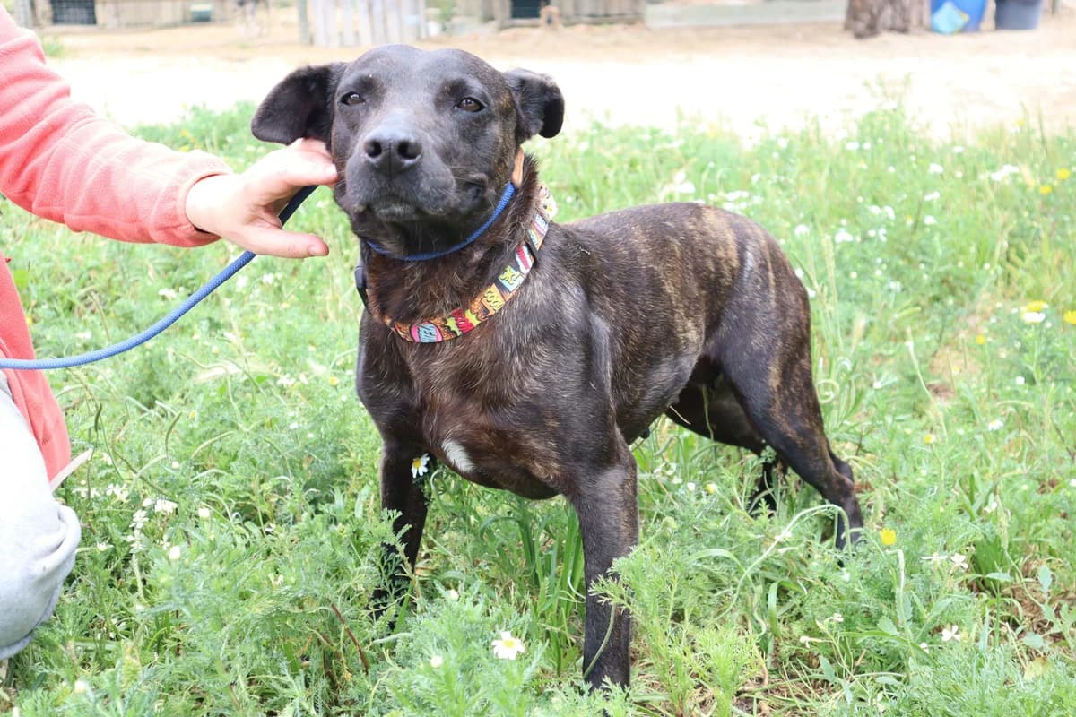 MARIE, Tigrado female young Mixed Breed for adoption at O Cantinho da Milu, Lisbon