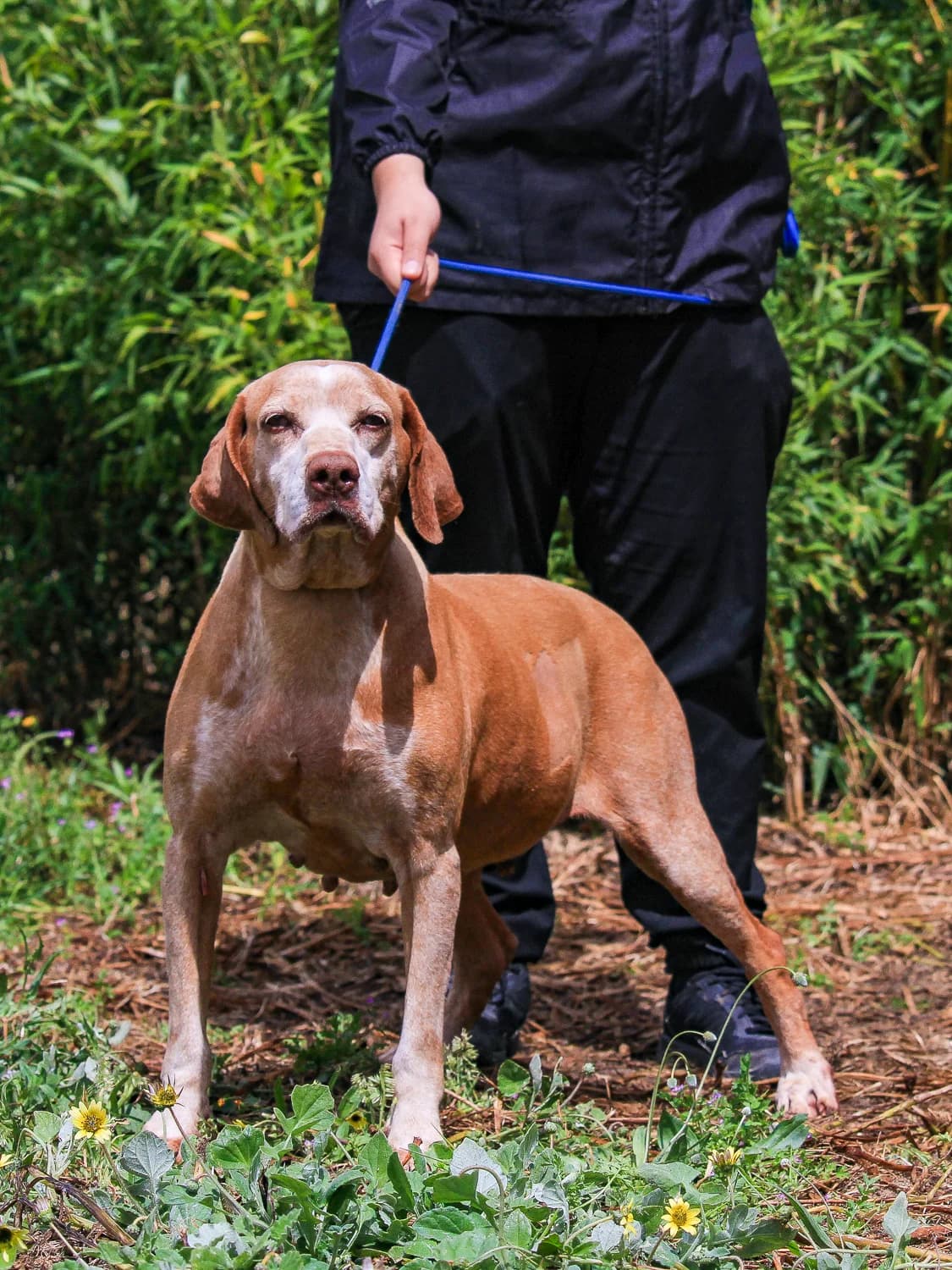 DAISY, Castanho female senior mixed breed for adoption at O Cantinho da Milu, Lisbon