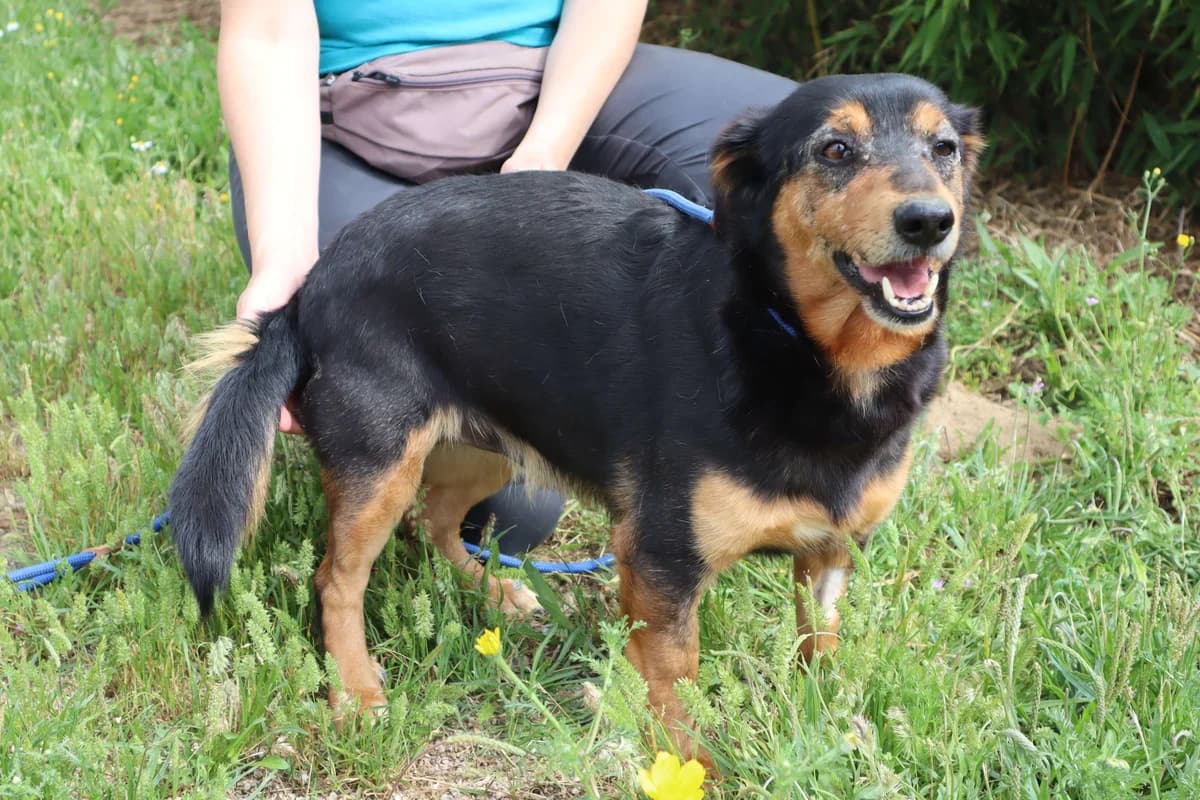PONGO, Preto e Castanho male 5yo Mixed Breed for adoption at O Cantinho da Milu, Lisbon
