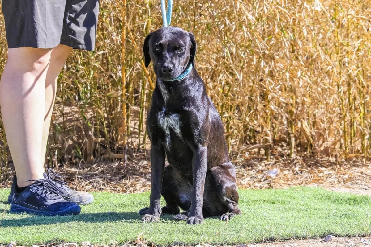 ALMA, Mixed Breed (O Cantinho da Milu)