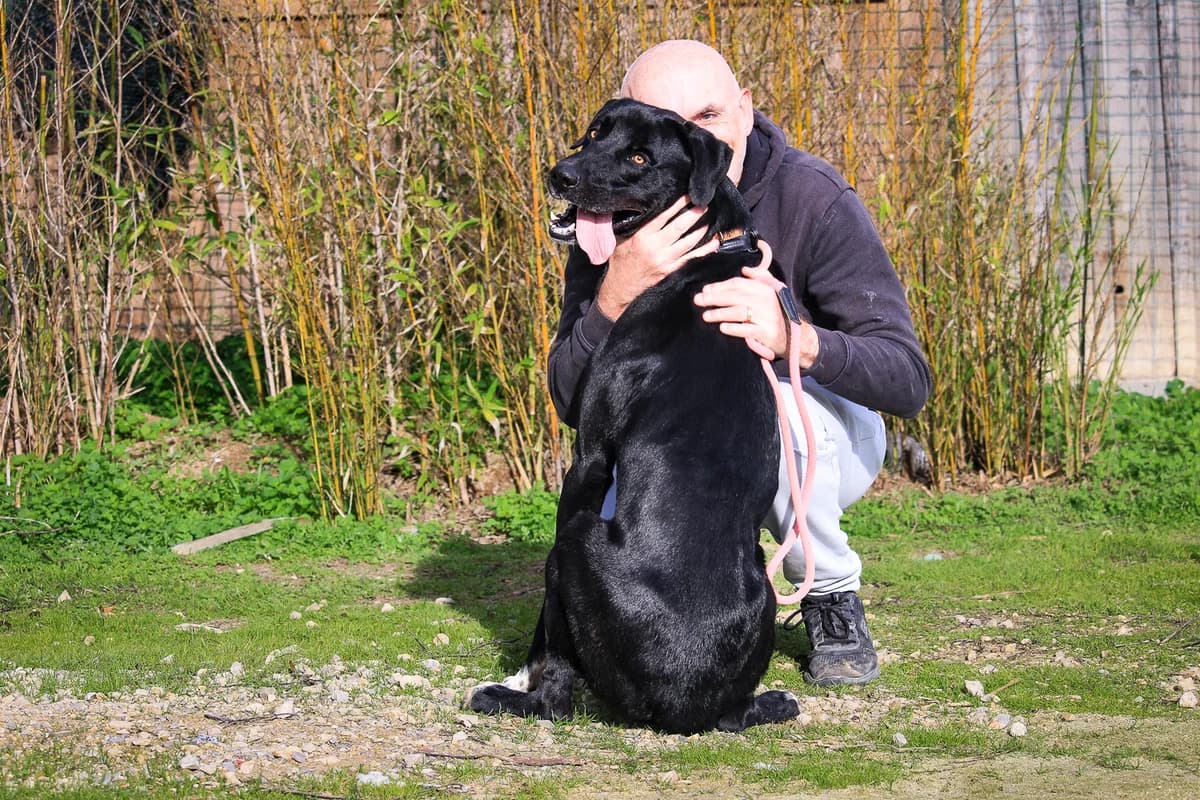 KLAUS, Preto male young Mixed Breed for adoption at O Cantinho da Milu, Lisbon