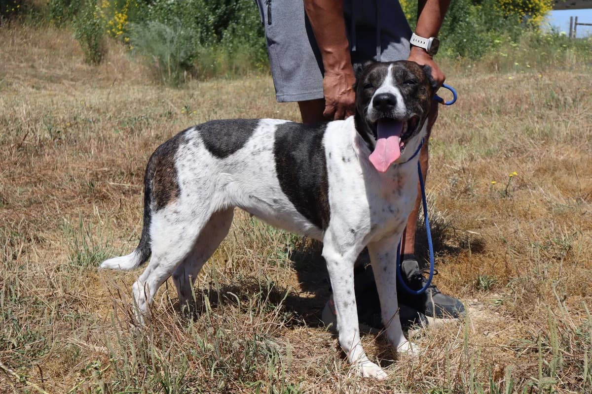 NIKITA, Branco e Preto female senior Mixed Breed for adoption at O Cantinho da Milu, Lisbon