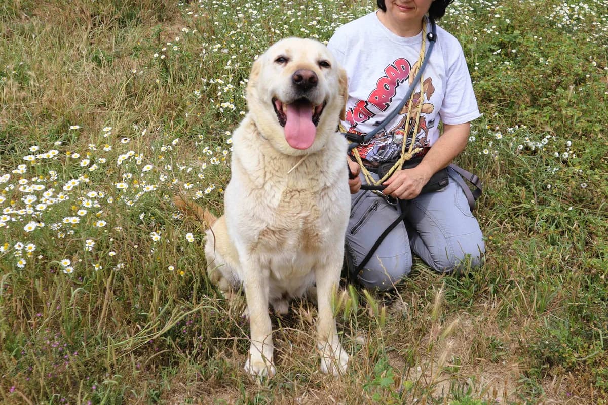 FILIPE, Creme male senior Labrador Retriever for adoption at O Cantinho da Milu, Lisbon